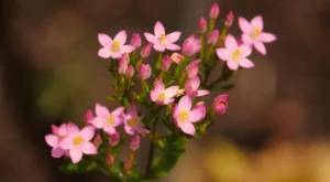Dijital Dünyadan Uzaklaşarak Zihinsel ve Ruhsal Sağlığınızı Korumanın Yolları